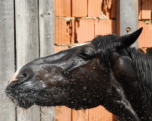 Schwarzes Pferd duscht